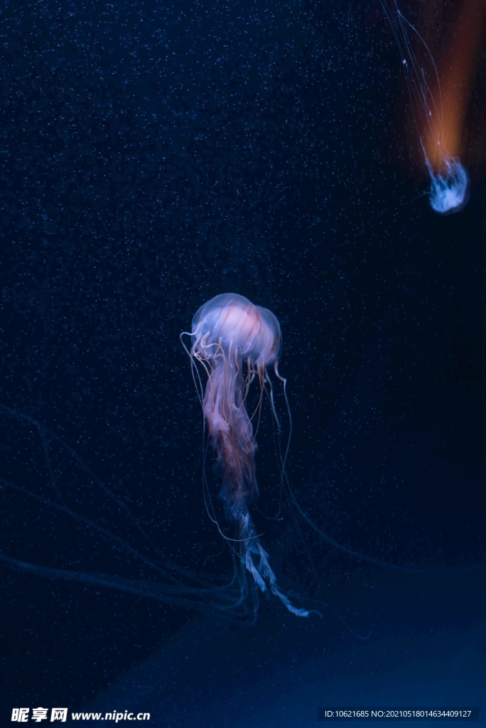 水母             