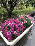 玛格丽特