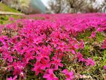 花草地