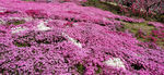 花草地