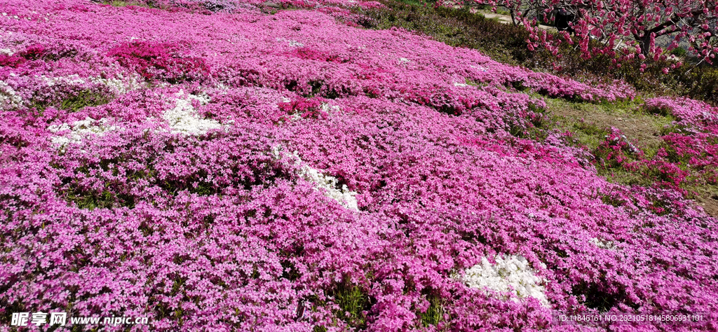 花草地