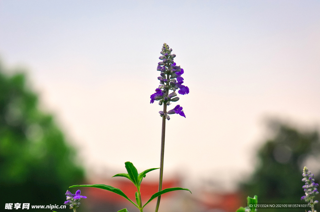 薰衣草
