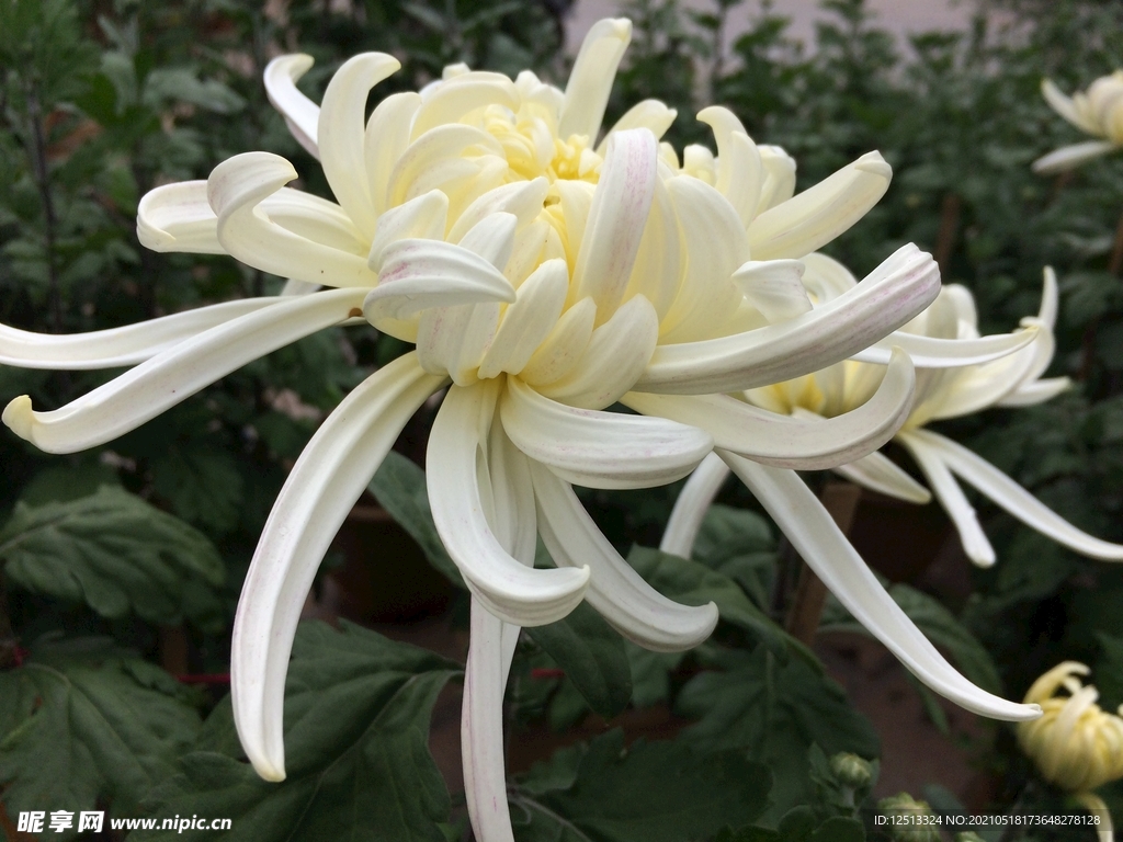 菊花