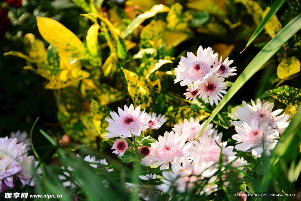 菊花