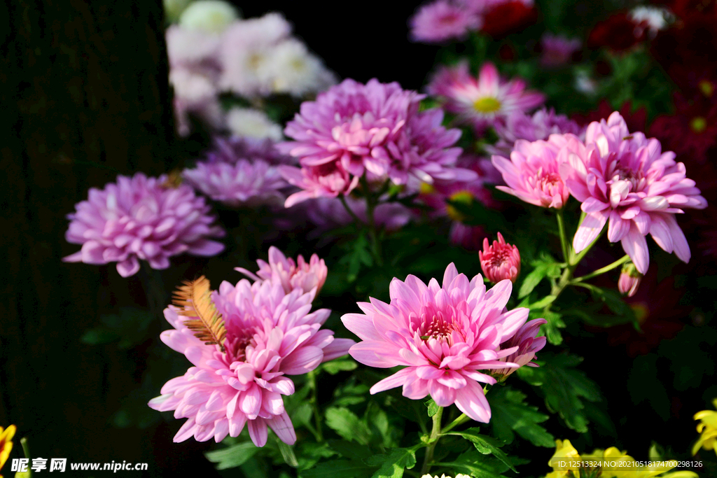 菊花