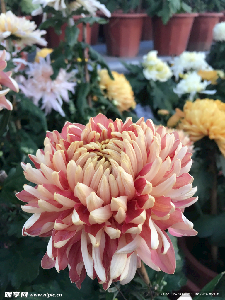 菊花