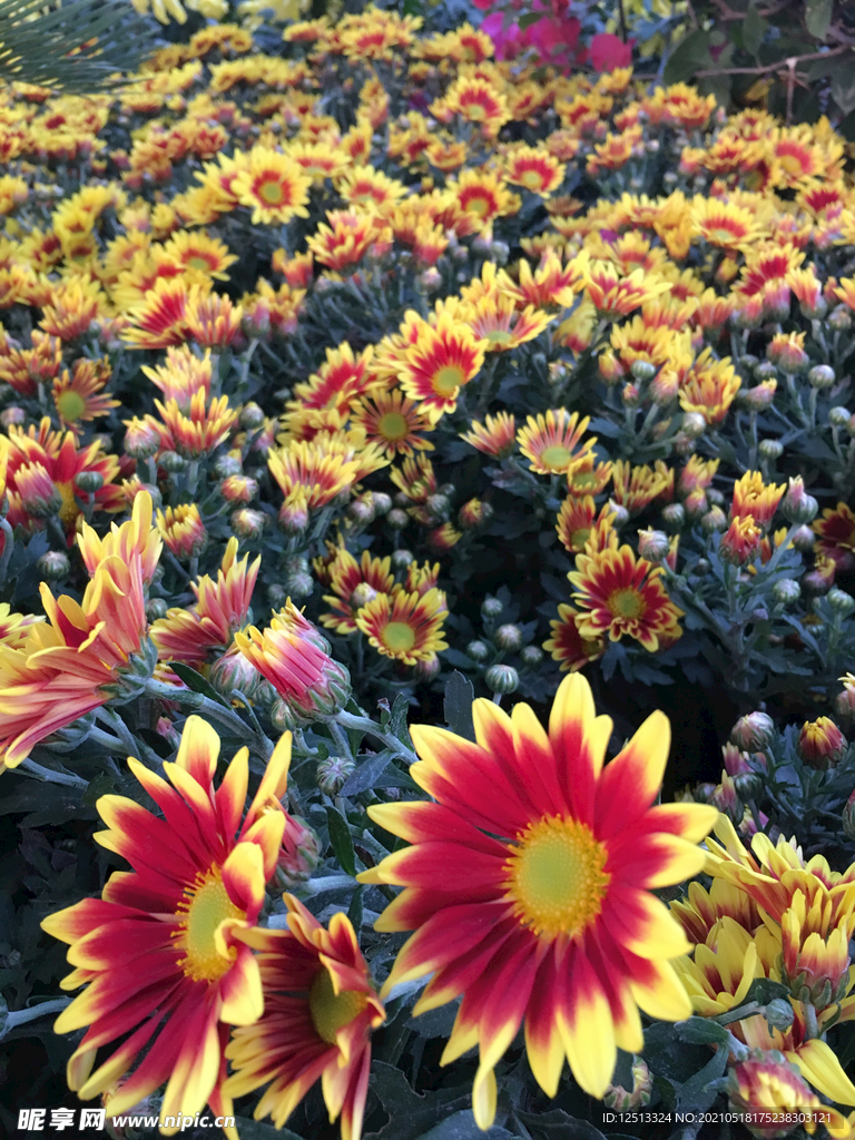 菊花