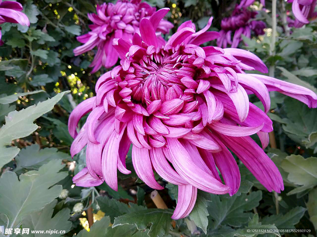 菊花