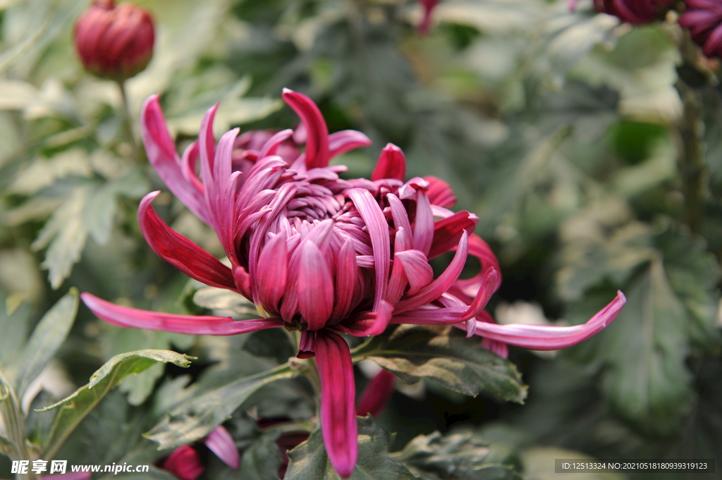 菊花