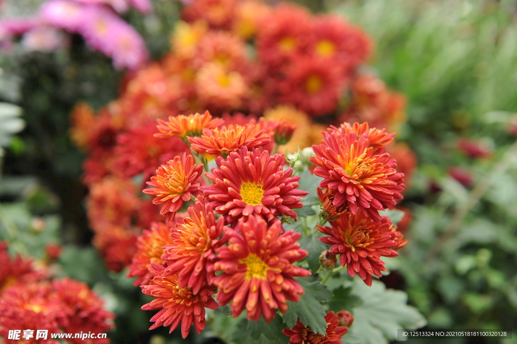 菊花