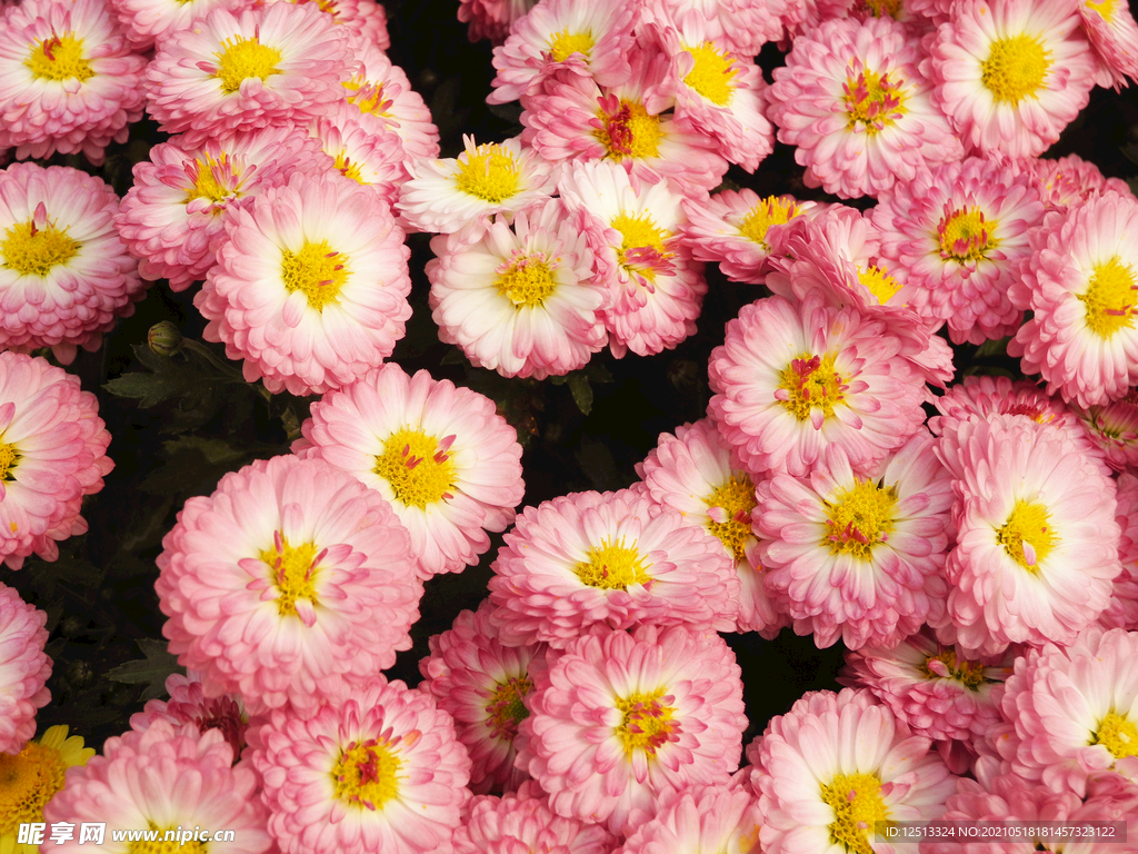 菊花