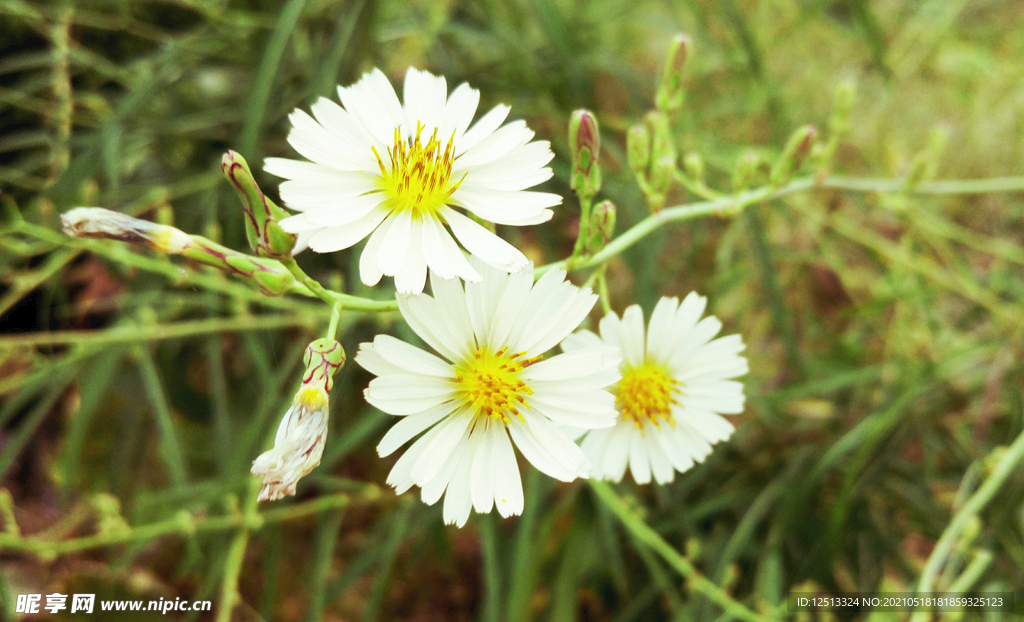 菊花
