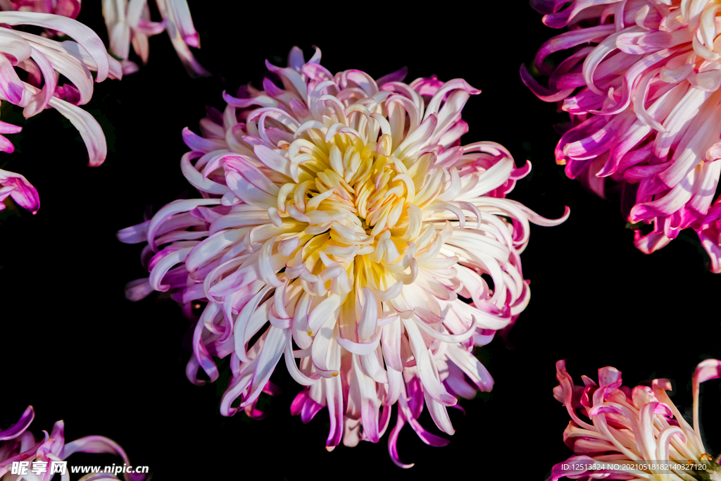 菊花