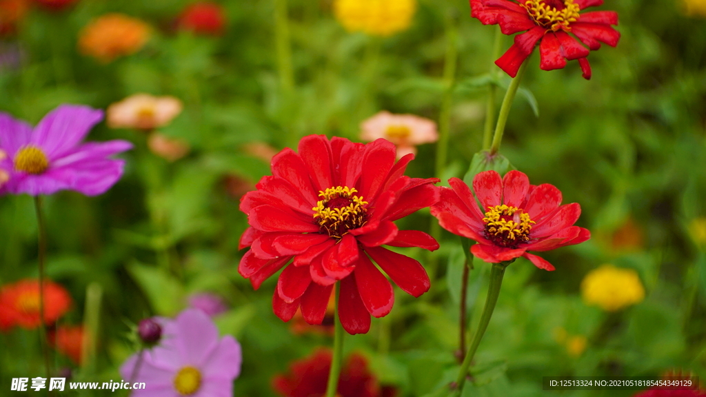 菊花