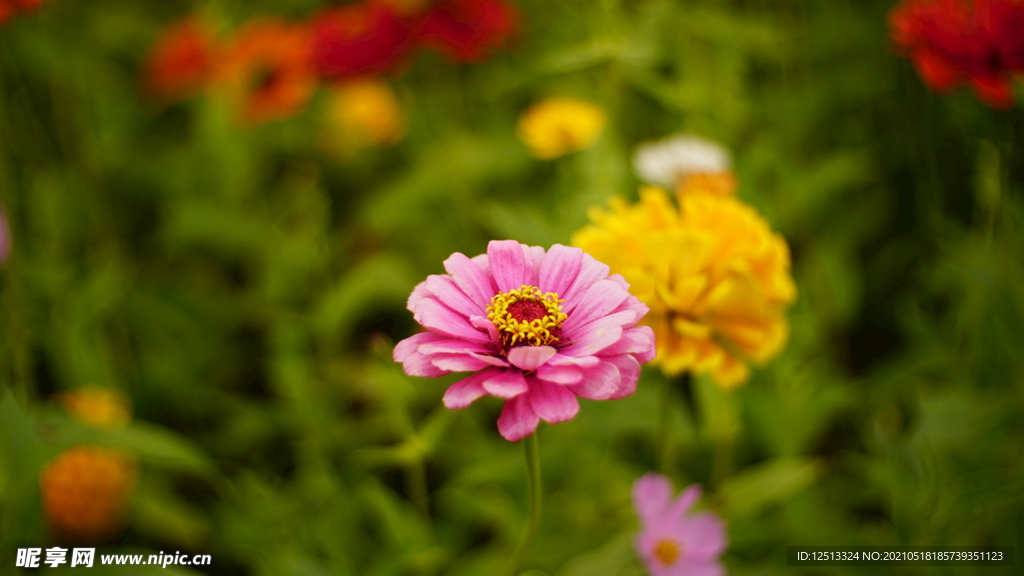 菊花