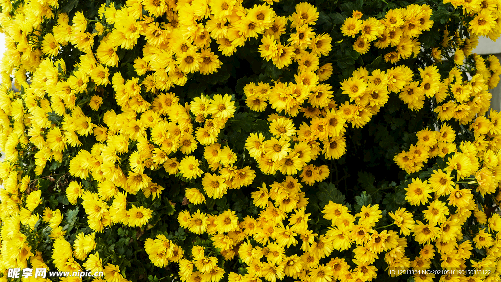 菊花