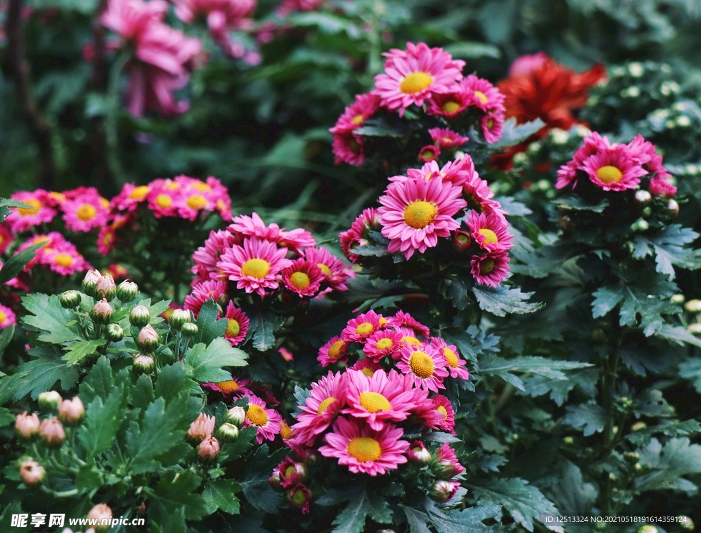 菊花