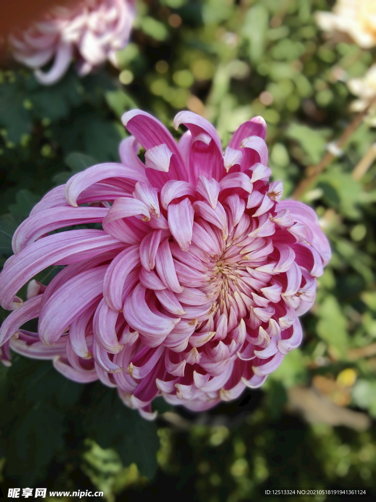 菊花