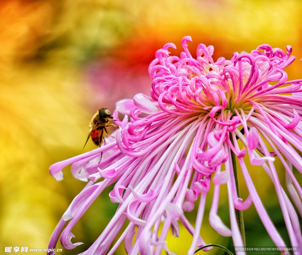菊花