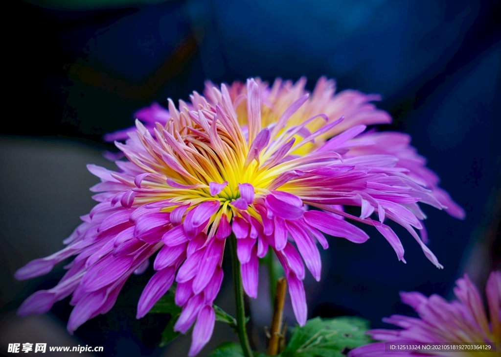菊花
