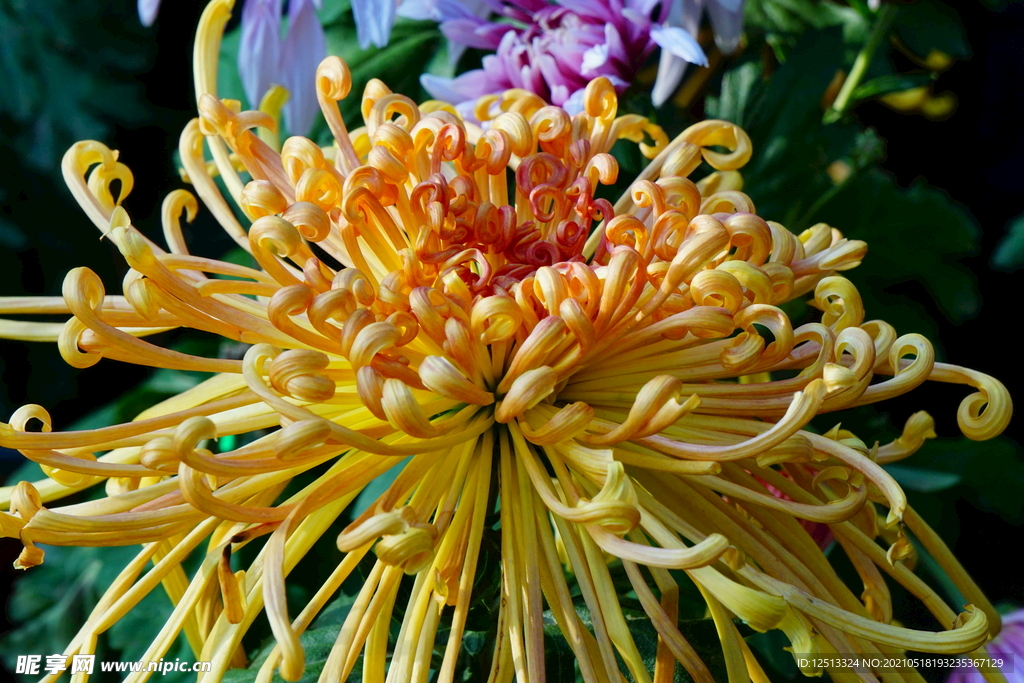 菊花