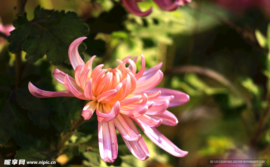 菊花