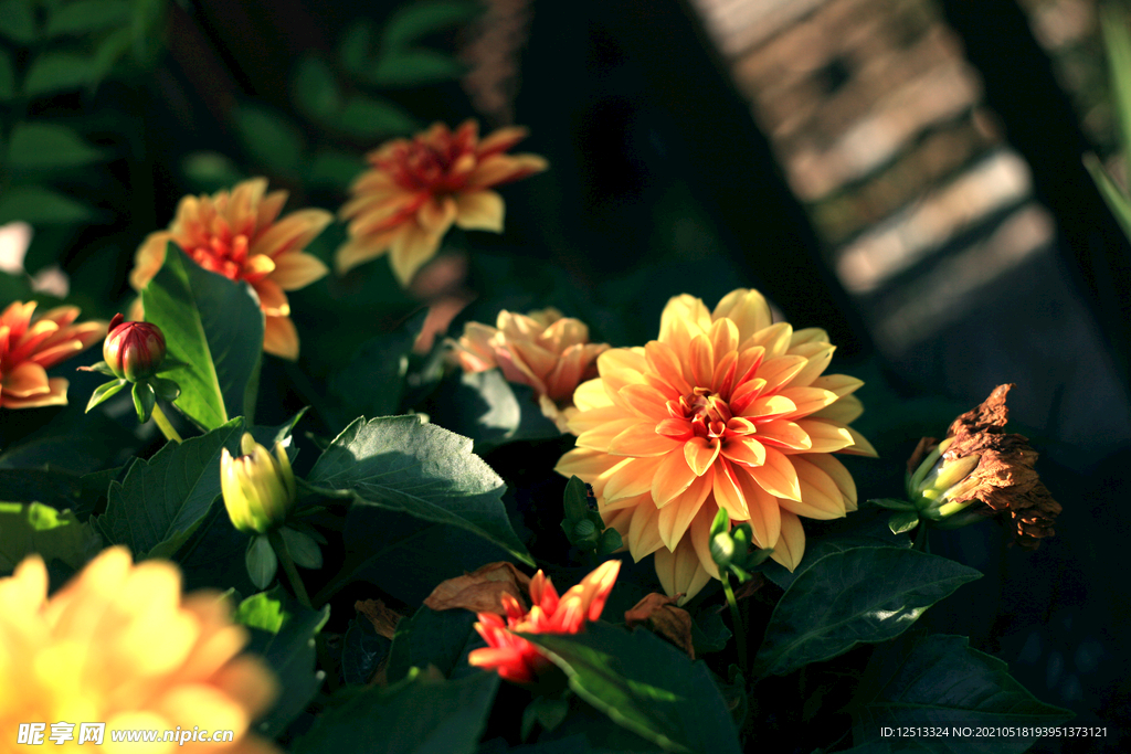 菊花