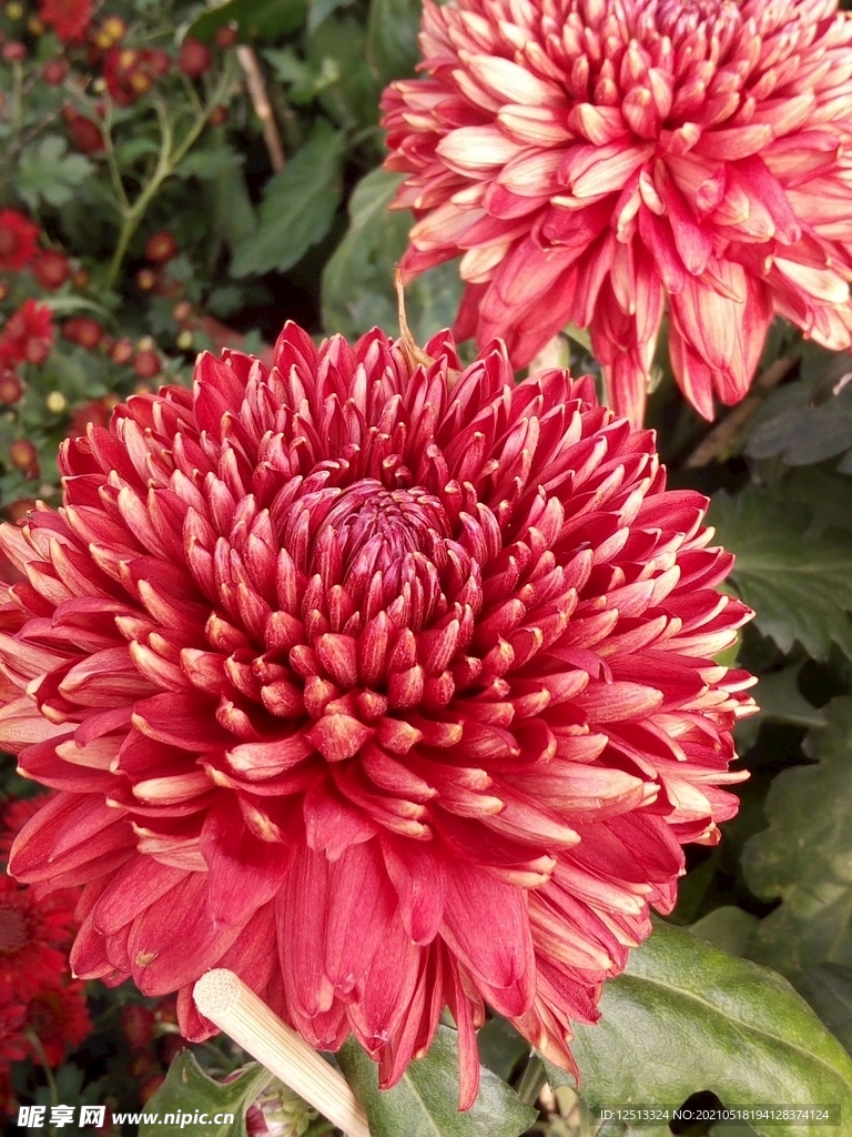 菊花