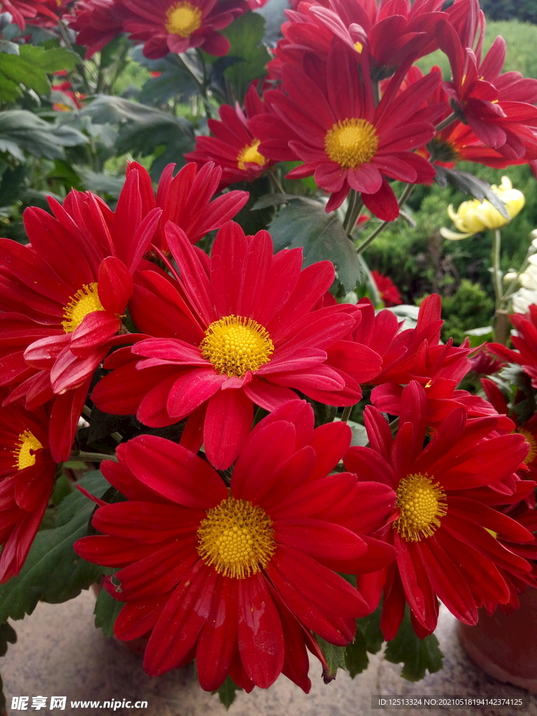 菊花