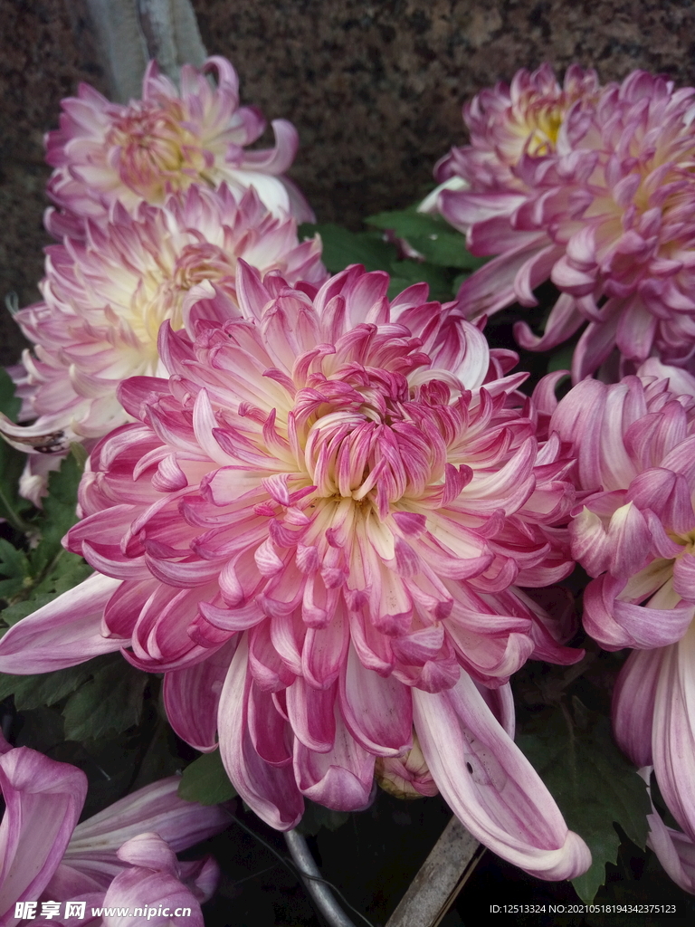 菊花