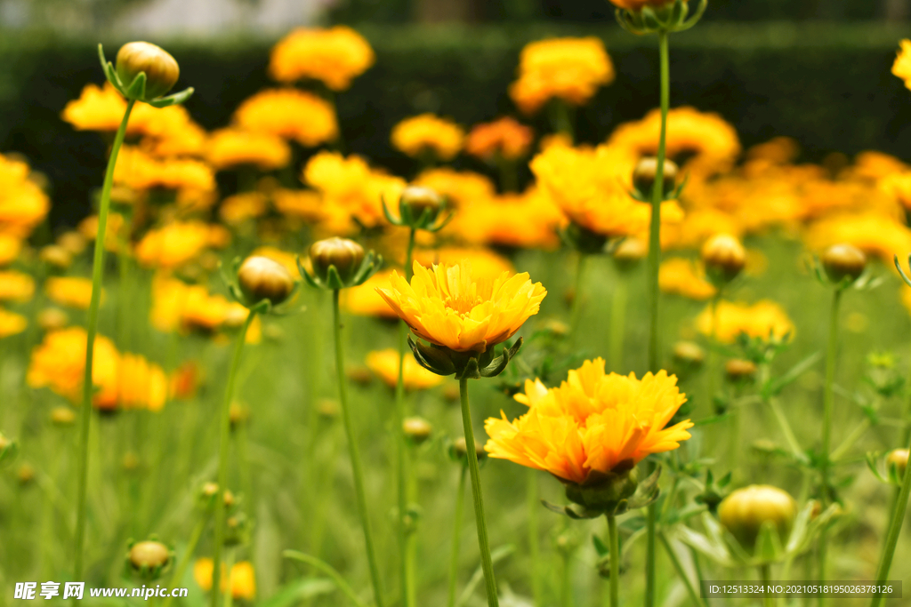 菊花