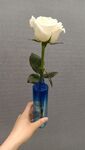 百合