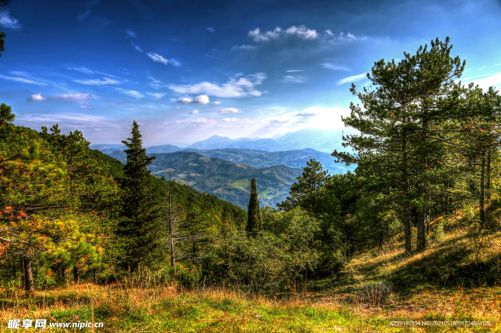 森林  风景