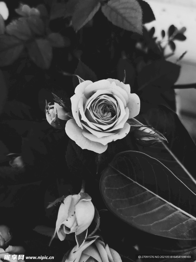 黑色玫瑰花背景