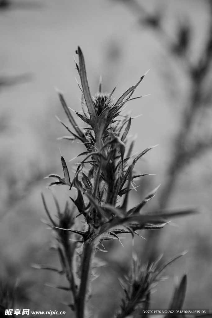 黑色植物背景