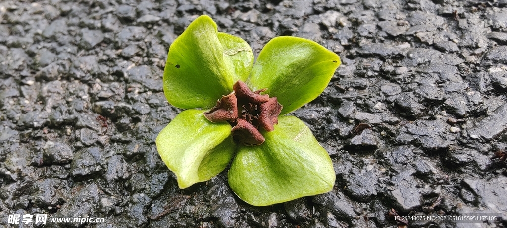四瓣 绿色 植物