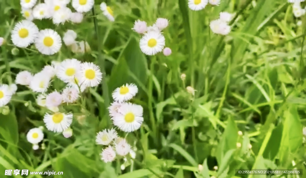 小花