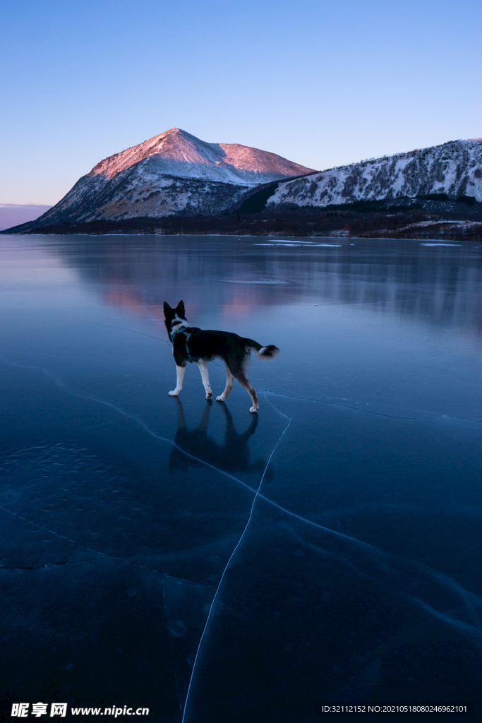 冰面上的狗