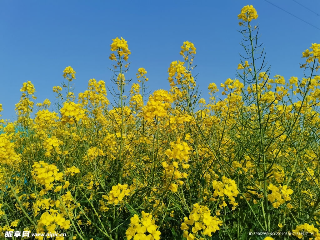 油菜花