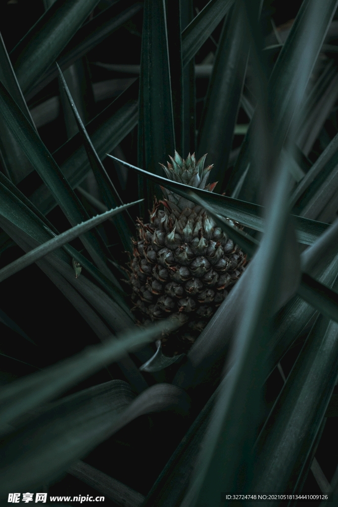 菠萝