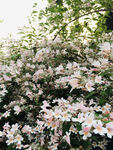花丛