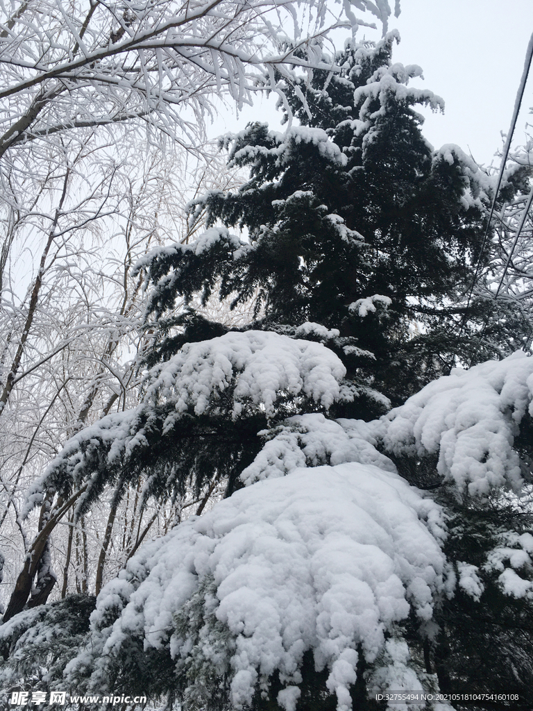 雪松