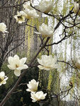玉兰花