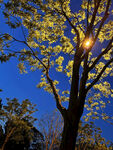 夜晚的树