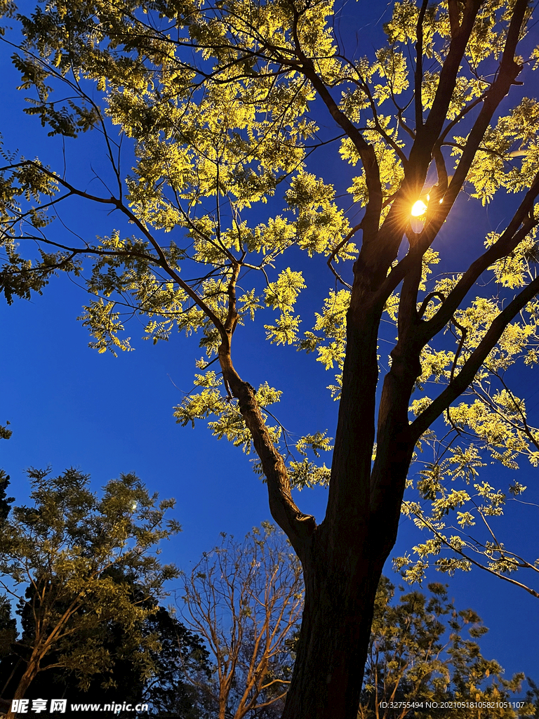 夜晚的树