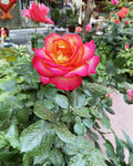 月季花