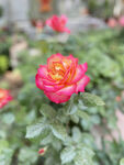 月季花