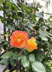 月季花