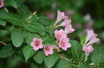 锦带花 