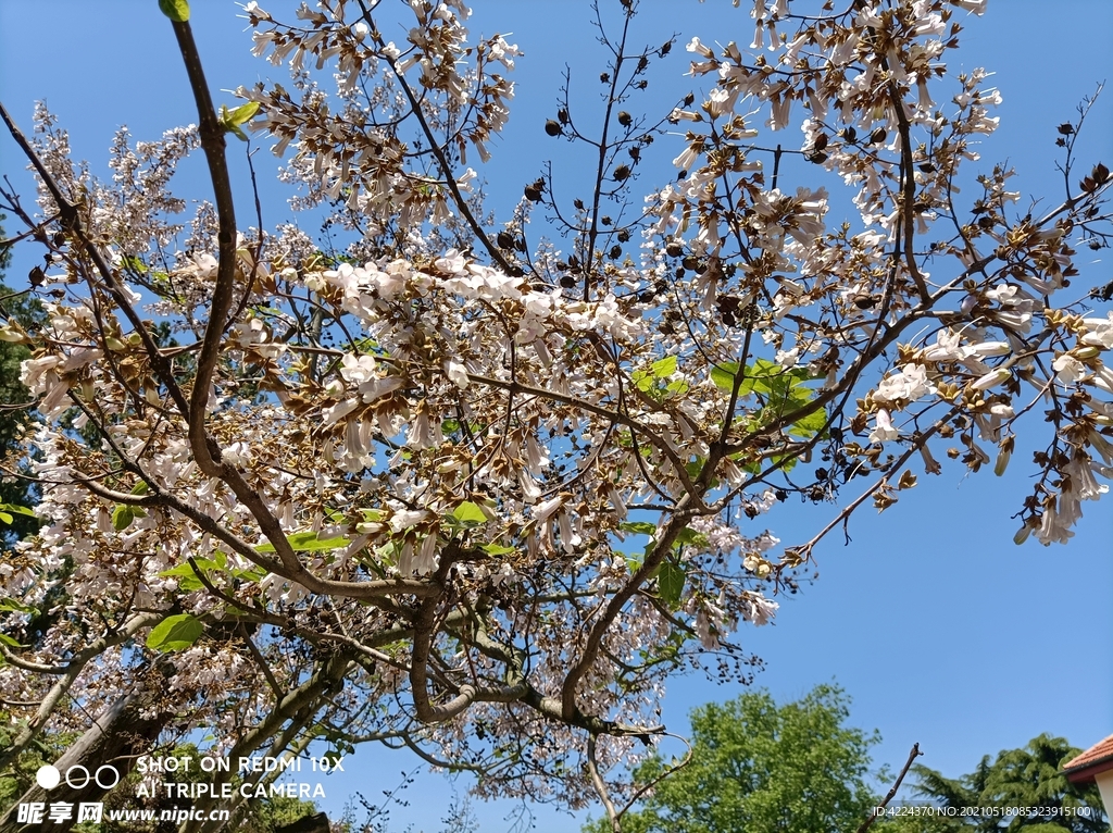 白花泡桐